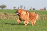 DOGUE DU TIBET 639